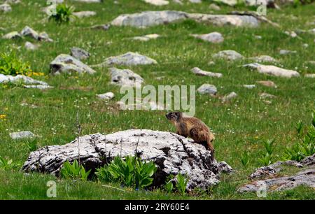 Murmeltier am Ufer des Allos-Sees, 2220 m, dem größten hochgelegenen Natursee Europas. Mercantour Nationalpark. Frankreich Stockfoto