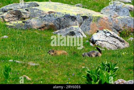 Murmeltiere am Ufer des Allosees, 2220 m, dem größten hochgelegenen Natursee Europas. Mercantour Nationalpark. Frankreich Stockfoto