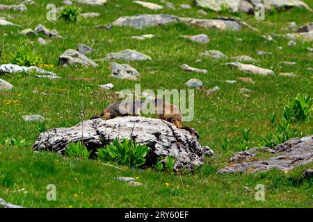 Murmeltiere am Ufer des Allosees, 2220 m, dem größten hochgelegenen Natursee Europas. Mercantour Nationalpark. Frankreich Stockfoto