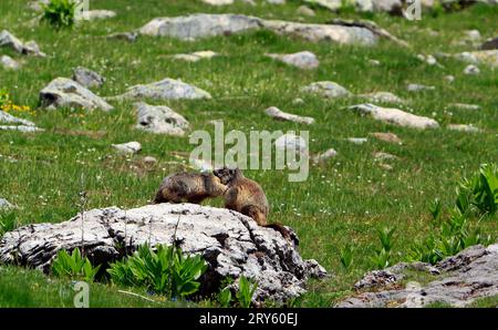 Murmeltiere am Ufer des Allosees, 2220 m, dem größten hochgelegenen Natursee Europas. Mercantour Nationalpark. Frankreich Stockfoto