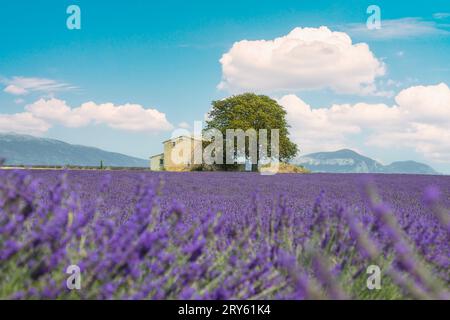Valensole Dorf und Lavendelblumenfeld. Verschwommener Lavendel im Vordergrund. Plateau de Valendsole, Region Provence, Frankreich, Europa Stockfoto