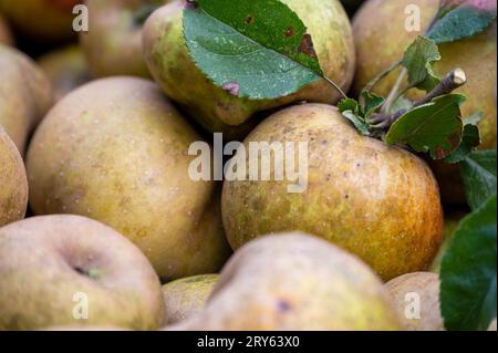 Golden Russet Äpfel mit Stiel und Blättern, gehäuft in einem Erntemeister in einer Bio-Obstplantage. Milder Flyspeck am Apfel. Farben und Textur Stockfoto