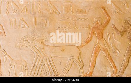 Ägypten, Sakkara, Grab von Mehu, führen Esel zum Erntestandort. Stockfoto