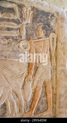 Ägypten, Sakkara, Grab von Mehu, Eingang zwischen den ersten beiden Räumen, Hirten. Stockfoto