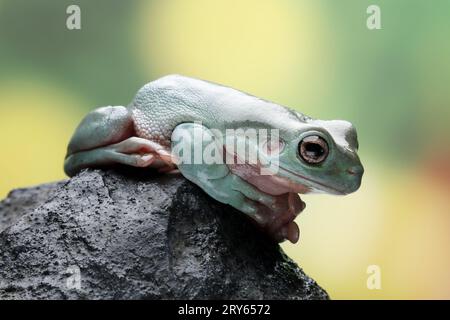 Ein blöder Frosch sitzt auf einem Felsen auf einem farbigen Hintergrund Stockfoto