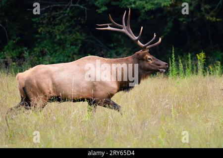 Ein Bullenelch läuft auf einen rivalisierenden Bullen zu Stockfoto