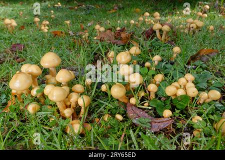 Alder Scalycap (Pholiota alnicola) Pilze, die aus begrabenen Stümpfen in einer Waldrodung am Flussufer wachsen, New Forest, Hampshire, Großbritannien, Oktober. Stockfoto