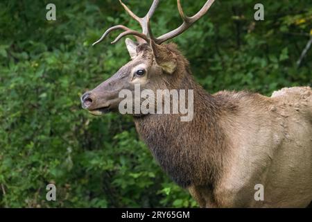 Ein Porträt des jungen Bullen-Elchs Stockfoto