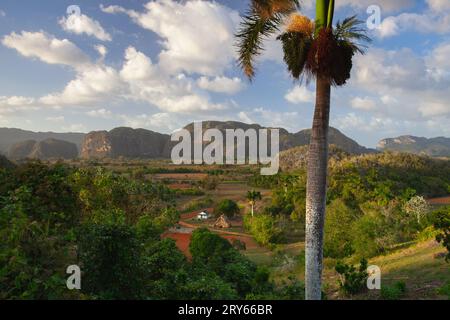 Ackerland Tabakbereich bei Sonnenuntergang, Valley de Vinales Stockfoto