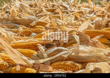 Ein Maishaufen wird auf einem Feld gelegt und getrocknet. Stockfoto