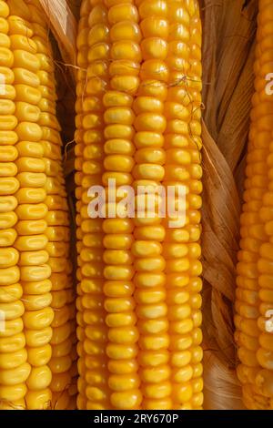 Nahaufnahme eines Kopfes reifer Mais, frische Ernte. Stockfoto