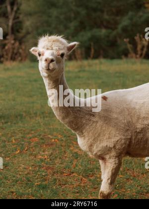 Freundliches Alpaka blickt in die Kamera Stockfoto