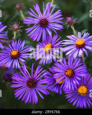 Nahaufnahme von hell-violetten Asterblumen, die im Spätsommer blühen. Stockfoto