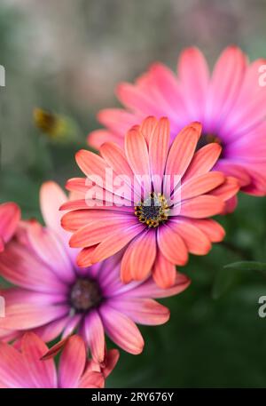Nahaufnahme von orange und rosa afrikanischen Gänseblümchen, die in einem Garten blühen. Stockfoto