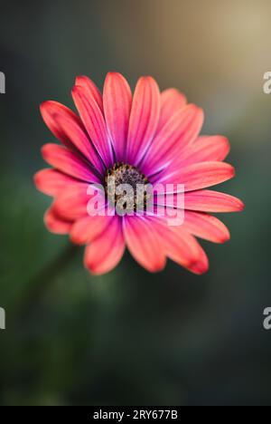 Nahaufnahme von orange und rosa afrikanischen Gänseblümchen, die in einem Garten blühen. Stockfoto