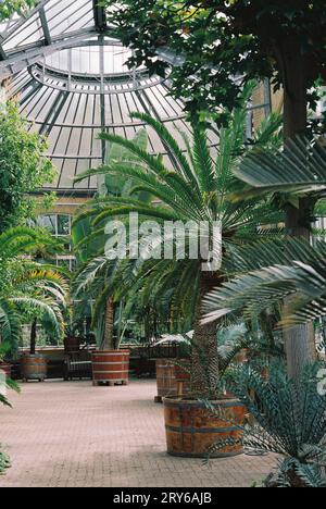 Amsterdam, Niederlande - 7 1 2020: Große Palmen in riesigen Blumentöpfen botanischen Garten Hortus Botanicus Stockfoto