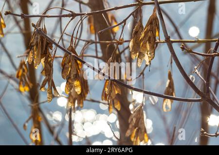 Gelbe Ahornsamen am blauen Himmel. Makro. Ahornzweige mit goldenen Samen an einem klaren, sonnigen Tag. Nahaufnahme. Frühjahrskonzept. Leuchtendes Beautifu Stockfoto