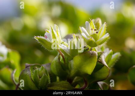 Im Frühling wachsen die Medien in Stellaria in freier Wildbahn. Eine krautige Pflanze, die im Garten oft als Unkraut wächst. Kleine weiße Blüten auf fleischigen grünen Stämmen. Stockfoto