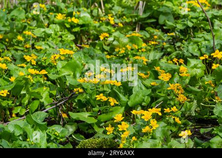 im Frühling wächst caltha palustris im feuchten Erlenwald. Frühling, Feuchtgebiete, überfluteter Wald. Stockfoto