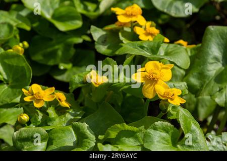 im Frühling wächst caltha palustris im feuchten Erlenwald. Frühling, Feuchtgebiete, überfluteter Wald. Stockfoto