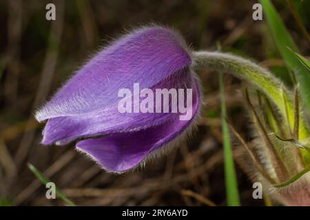 Pulsatilla slavica. Frühlingsblume im Wald. Eine wunderschöne, flauschige, lila Pflanze, die im Frühling blüht. Verschwindende Frühlingsblumen. Stockfoto