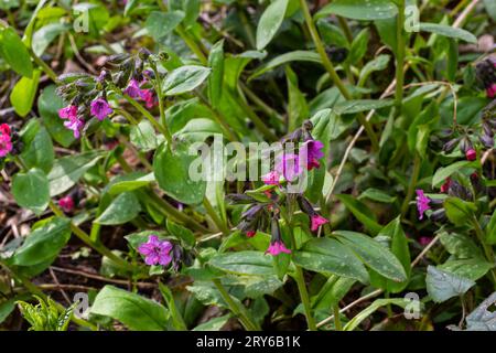 Pulmonaria, Lungenwürzblüten in verschiedenen Violetttönen in einer Blüte. Honigpflanze der Ukraine. Die ersten Frühlingsblumen. Pulmonaria officina Stockfoto