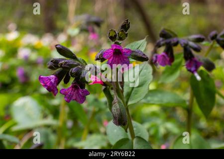 Nahaufnahme blühender Blüten Pulmonaria mollis am sonnigen Frühlingstag, selektiver Fokus. Nahaufnahme der Wiesenblume - wildes Heilkraut - Pulmonaria Stockfoto