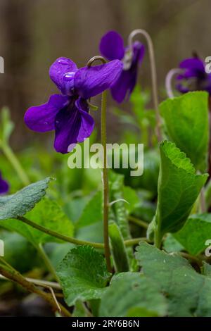 Wilde Veilchen Viola odorata haben herzförmige Blätter mit lilafarbenen Blüten. Einige Sorten haben auch weiße oder gelbe Blüten. Stockfoto