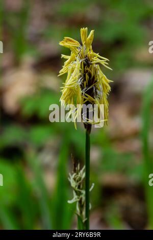 Schattenhaarblüte in der Natur im Frühling. Carex pilosa. Cyperaceae-Familie. Stockfoto