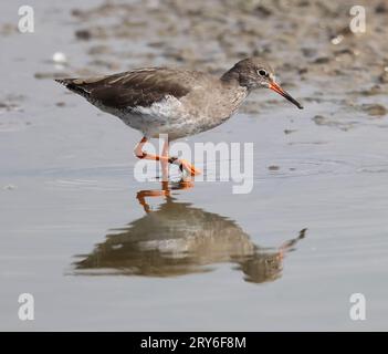 Ein gemeinsamer Redshank (Tringa totanus) zur Migration am Slimbridge WWT Stockfoto