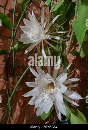 Vertikale Ansicht der elfenbeinfarbenen, weißen Nachtblüten des Epiphyllum oxypetalum, auch bekannt als Prinzessin der Nacht, Königin der Nacht oder holländerrohrkaktus Stockfoto