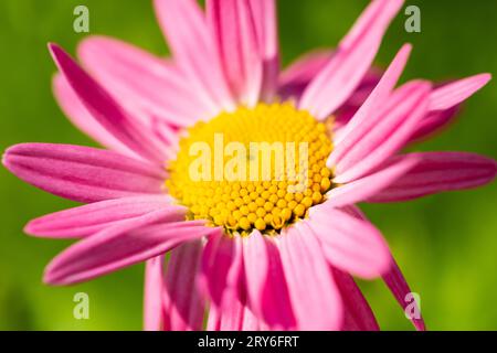 Tanacetum coccineum laurin Gänseblümchen wie rosa Blume Stockfoto