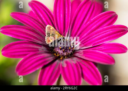 Eine Mint-Motte, Pyrausta aurata auf einer tiefrosa afrikanischen Gänseblümchenblume Stockfoto