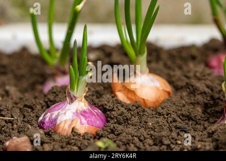 Zwiebel in ein Feld Stockfoto