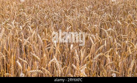 Nahaufnahme eines Feldes reifer Brotweizenohren. Triticum aestivum. Maisfeld im Sommer mit goldenen Stacheln und trockenen Körnern in natürlicher Textur. Landwirtschaftliche Ernte. Stockfoto