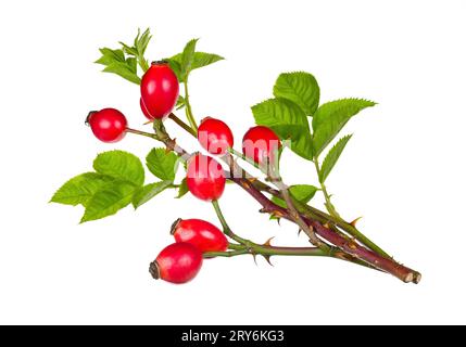 Wilde Stachelzweige mit roten Hagebutten, grünen Blättern und Dornen isoliert auf weißem Hintergrund. Rosa canina. Schöne reife Rose hippe Beeren auf Dornbirne. Stockfoto