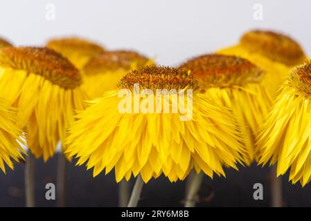 Makroansicht, Kopf der trockenen Erdbeerblume Xerochrysum bracteatum Blume Stockfoto