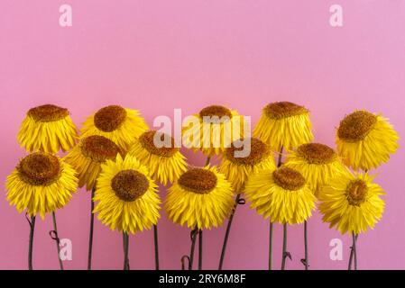 Trockene überblühte Erdbeerblume Xerochrysum bracteatum Blüte Stockfoto