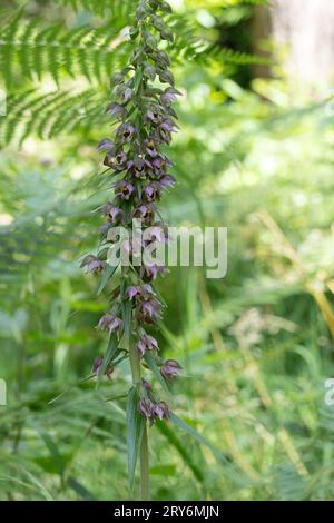 Eine Vielzahl prächtiger Blumen blühen auf einem hohen Stamm einer breitblättrigen Hellebloore. Stockfoto