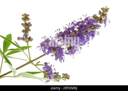 Ein Zweig des Mönchspitzes ist mit vielen Blüten und Knospen gespickt. Stockfoto