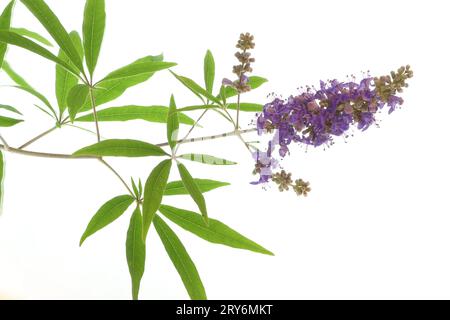 Ein Zweig des Mönchspitzes ist mit vielen Blüten und Knospen gespickt. Stockfoto