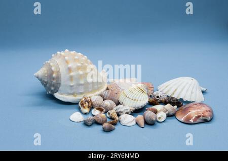 Verschiedene Muscheln isoliert auf blauem Hintergrund, aus der Adria Stockfoto