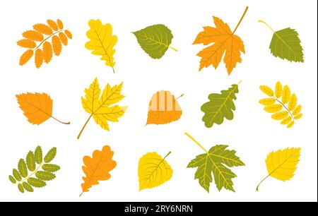 Bunte herbstliche Blätter. Ahorn, Birkenblätter. Eberesche und Walnussblätter. Eichenlaub. Im Set auf weißem Hintergrund Stock Vektor