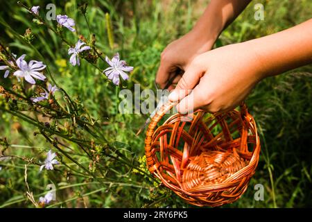 Blütenzichorie (Cichorium intybus), Artengattung der Pflanzen des Löwenzahnstammes innerhalb der Familie der Sonnenblumen auf einer Wiese. Hände mit Korb Stockfoto