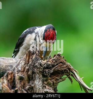 Großer Spechte Dendrocopos Major, Männchen dieses großen Vogels sitzt auf Baumstumpf, rote Federn, grüner diffuser Hintergrund, wilde Naturszene Stockfoto