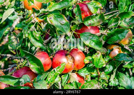 Nahaufnahme von hausgemachten Äpfeln auf einem Baum in einem Wohngarten in Großbritannien Stockfoto
