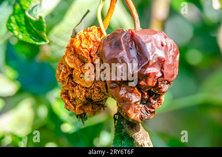 Verdorbene und verfaulte Äpfel auf einem Apfelbaum in einem britischen Garten Stockfoto