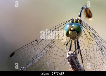 Makro Nahaufnahme, fokussierte, gestapelte Aufnahme einer gelben, grünen und schwarzen Libelle Stockfoto