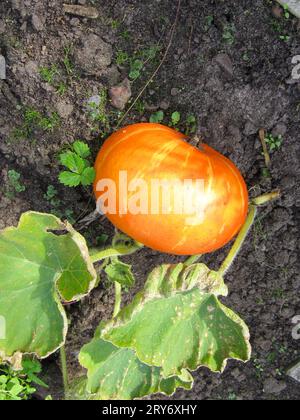 Close-up eines orange-Reifen Kürbisses auf einem Gemüsebett. Garten, Cottage, Landschaft. Stockfoto