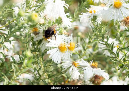 Nahaufnahme auf einer pelzigen Hummel Sammeln Sie Nektar auf weißen Asterblüten im Herbstgarten Stockfoto